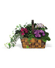 Mixed African Violet Basket