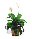 Small Spathiphyllum Plant