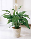 Spathiphyllum