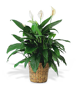 Large Spathiphyllum Plant