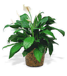 Medium Spathiphyllum Plant