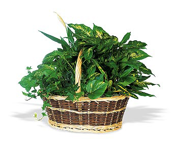 Green Garden Basket Deluxe