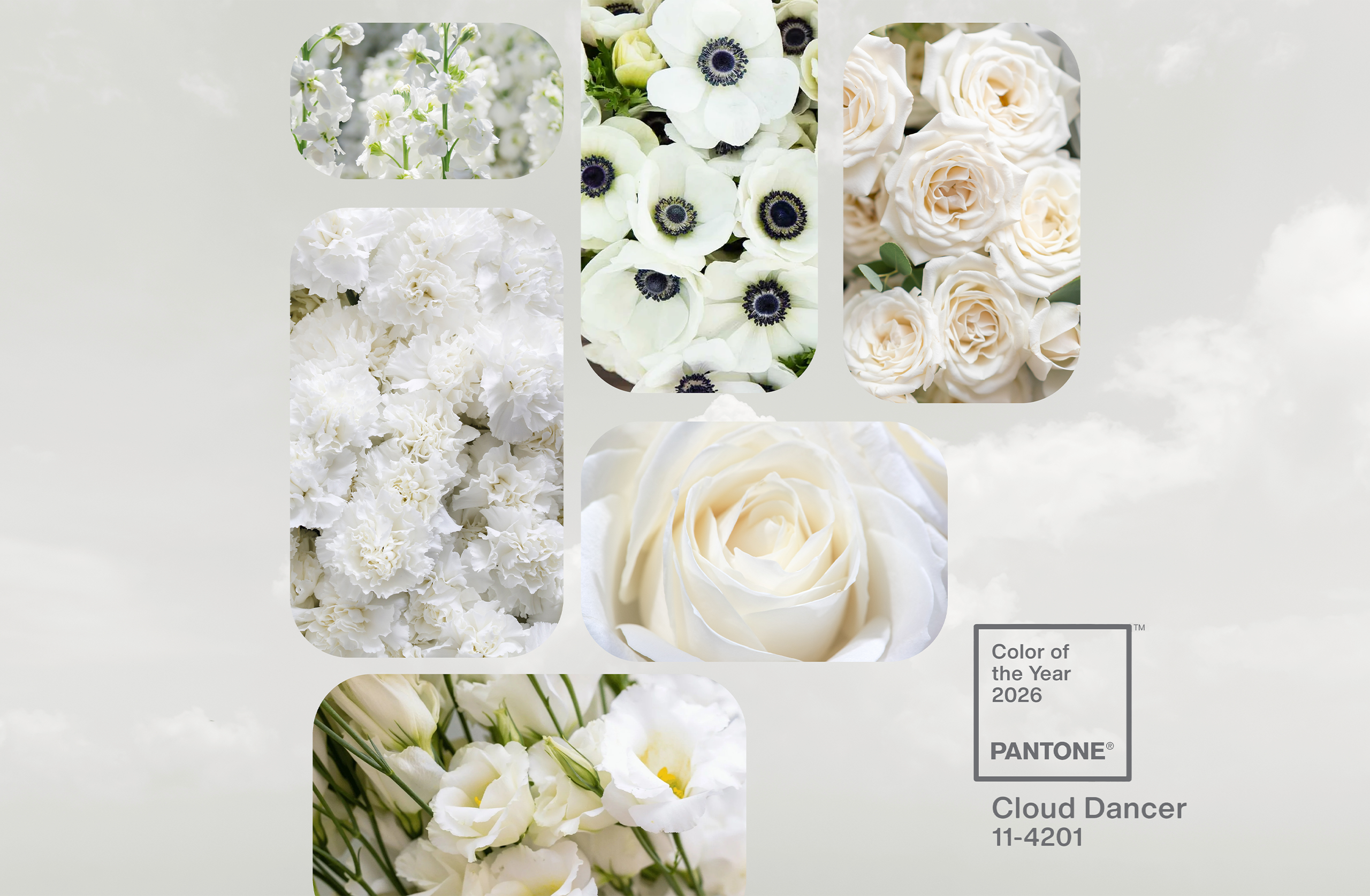 Wine & Design: Exploring Cloud Dancer