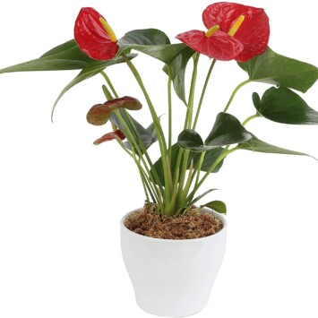 Red Anthurium Plant