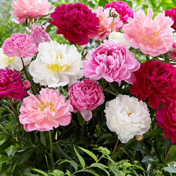 Peony Galore