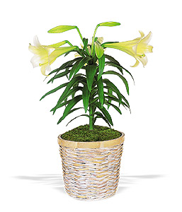 Easter Lily Plant