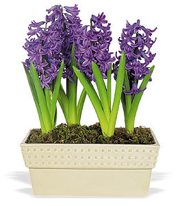 Hyacinth Planter