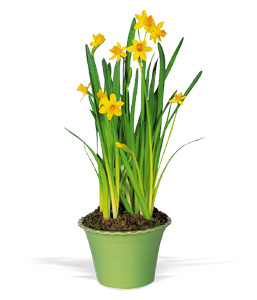 Tete Daffodil Plant