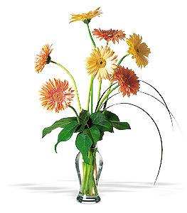 Grand Gerberas