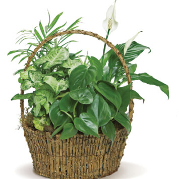 Peace Lily in a Basket