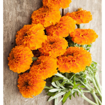 Marigold Bouquet
